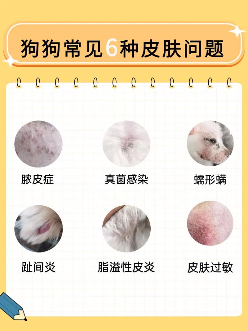 狗狗吃什么对皮肤病好_给狗狗吃什么营养药不容易患皮肤病-第3张图片-后鲨宠物 狗狗吃什么对皮肤病好_给狗狗吃什么营养药不容易患皮肤病-第3张图片-后鲨宠物