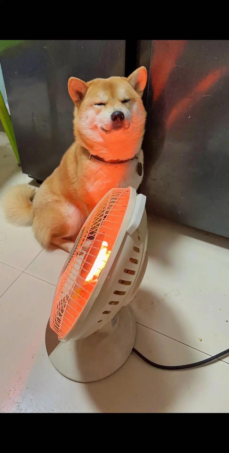 狗狗可以烤火吗,狗狗可以烤火吗为什么-第3张图片-后鲨宠物 狗狗可以烤火吗,狗狗可以烤火吗为什么-第3张图片-后鲨宠物