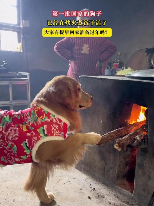 狗狗可以烤火吗,狗狗可以烤火吗为什么-第4张图片-后鲨宠物 狗狗可以烤火吗,狗狗可以烤火吗为什么-第4张图片-后鲨宠物