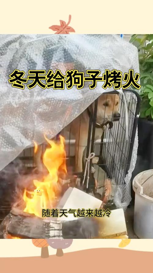 狗狗可以烤火吗,狗狗可以烤火吗为什么-第5张图片-后鲨宠物 狗狗可以烤火吗,狗狗可以烤火吗为什么-第5张图片-后鲨宠物