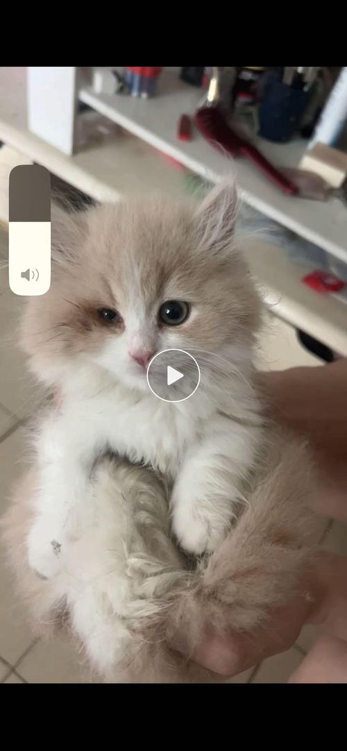 猫咪眼睛突然一大一小_猫咪眼睛一眨一眨的怎么回事-第2张图片-后鲨宠物 猫咪眼睛突然一大一小_猫咪眼睛一眨一眨的怎么回事-第2张图片-后鲨宠物