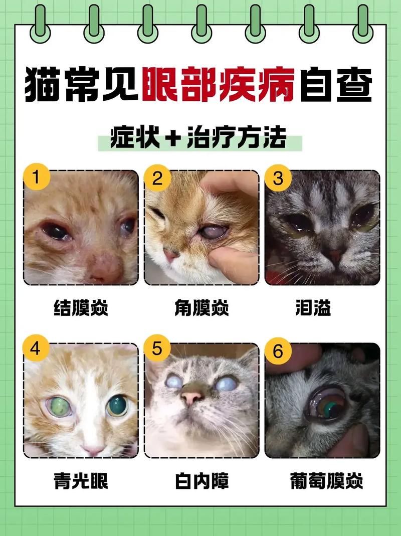 猫咪眼睛突然一大一小_猫咪眼睛一眨一眨的怎么回事-第3张图片-后鲨宠物 猫咪眼睛突然一大一小_猫咪眼睛一眨一眨的怎么回事-第3张图片-后鲨宠物