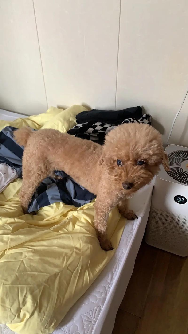 怎么找到转世的狗狗,如何找到转世-第3张图片-后鲨宠物 怎么找到转世的狗狗,如何找到转世-第3张图片-后鲨宠物