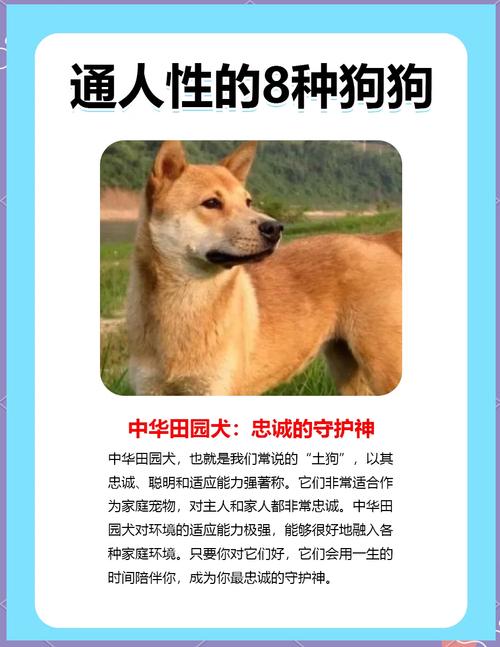 怎么找到转世的狗狗,如何找到转世-第5张图片-后鲨宠物 怎么找到转世的狗狗,如何找到转世-第5张图片-后鲨宠物