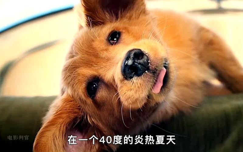 怎么找到转世的狗狗,如何找到转世-第6张图片-后鲨宠物 怎么找到转世的狗狗,如何找到转世-第6张图片-后鲨宠物