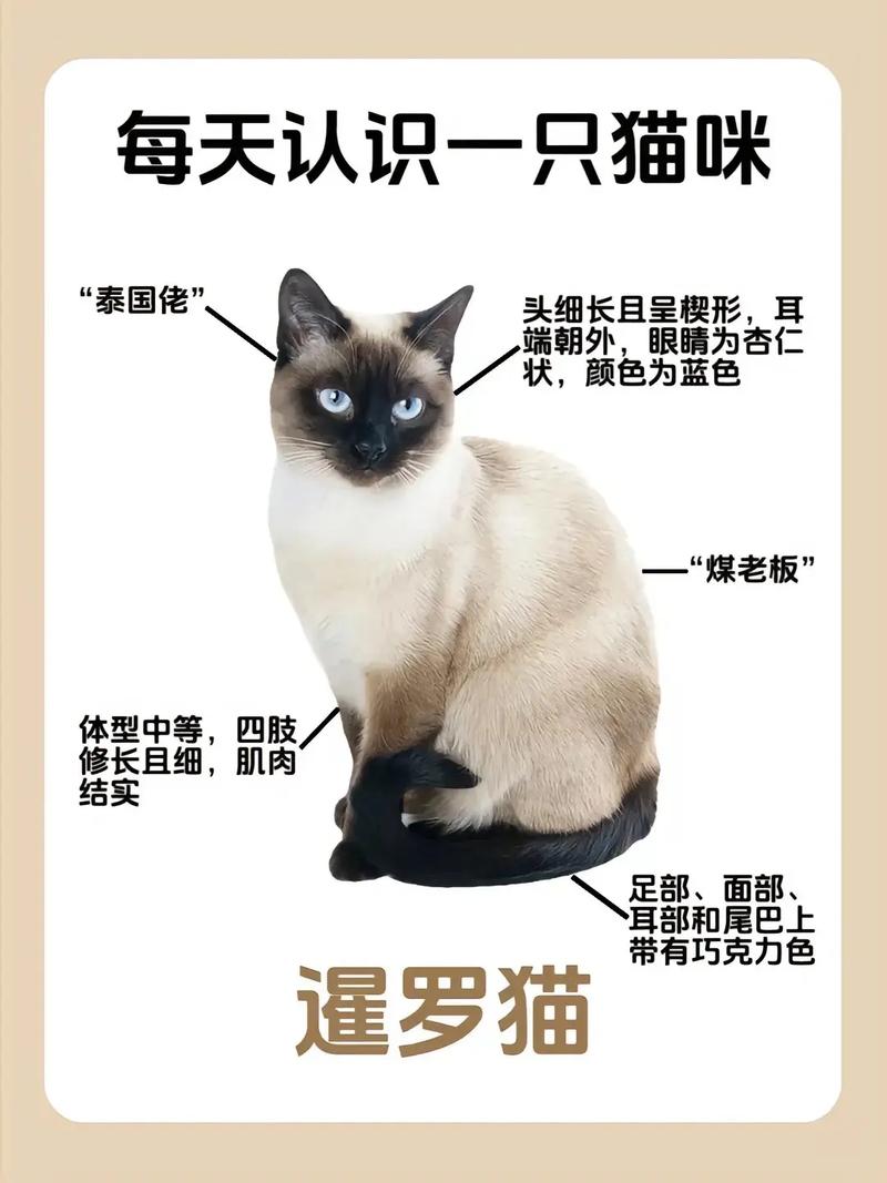 猫咪生产前征兆舔自己,猫咪生产前征兆舔自己的肚子-第2张图片-后鲨宠物 猫咪生产前征兆舔自己,猫咪生产前征兆舔自己的肚子-第2张图片-后鲨宠物
