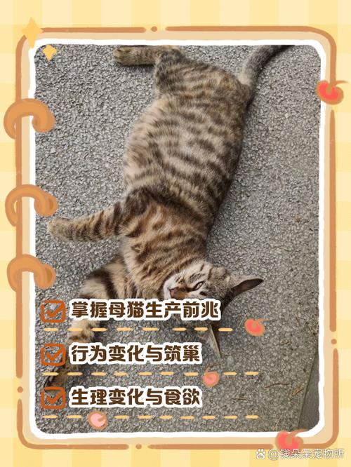 猫咪生产前征兆舔自己,猫咪生产前征兆舔自己的肚子-第5张图片-后鲨宠物 猫咪生产前征兆舔自己,猫咪生产前征兆舔自己的肚子-第5张图片-后鲨宠物