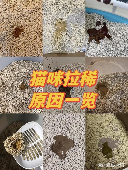 猫咪肚子咕噜咕噜响,猫咪肚子咕噜咕噜响是什么意思-第1张图片-后鲨宠物 猫咪肚子咕噜咕噜响,猫咪肚子咕噜咕噜响是什么意思-第1张图片-后鲨宠物