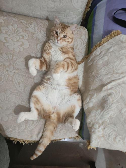 猫咪肚子咕噜咕噜响,猫咪肚子咕噜咕噜响是什么意思-第3张图片-后鲨宠物 猫咪肚子咕噜咕噜响,猫咪肚子咕噜咕噜响是什么意思-第3张图片-后鲨宠物