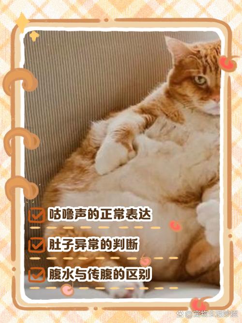 猫咪肚子咕噜咕噜响,猫咪肚子咕噜咕噜响是什么意思-第4张图片-后鲨宠物 猫咪肚子咕噜咕噜响,猫咪肚子咕噜咕噜响是什么意思-第4张图片-后鲨宠物
