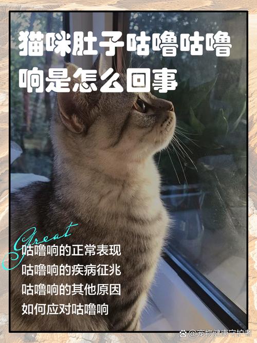 猫咪肚子咕噜咕噜响,猫咪肚子咕噜咕噜响是什么意思-第5张图片-后鲨宠物 猫咪肚子咕噜咕噜响,猫咪肚子咕噜咕噜响是什么意思-第5张图片-后鲨宠物