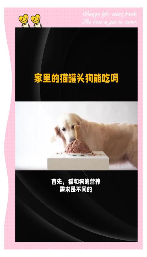 狗狗可以吃猫罐头吗,小狗狗可以吃猫罐头吗?-第2张图片-后鲨宠物 狗狗可以吃猫罐头吗,小狗狗可以吃猫罐头吗?-第2张图片-后鲨宠物