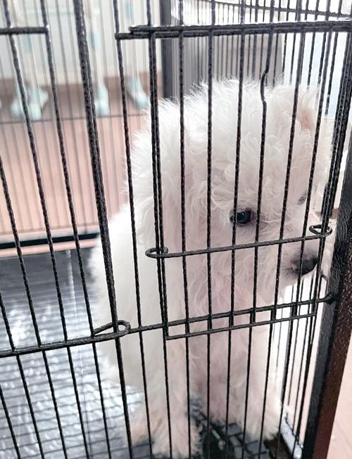 两个月的狗狗能洗澡吗,两个月的狗狗能洗澡吗为什么?-第3张图片-后鲨宠物 两个月的狗狗能洗澡吗,两个月的狗狗能洗澡吗为什么?-第3张图片-后鲨宠物