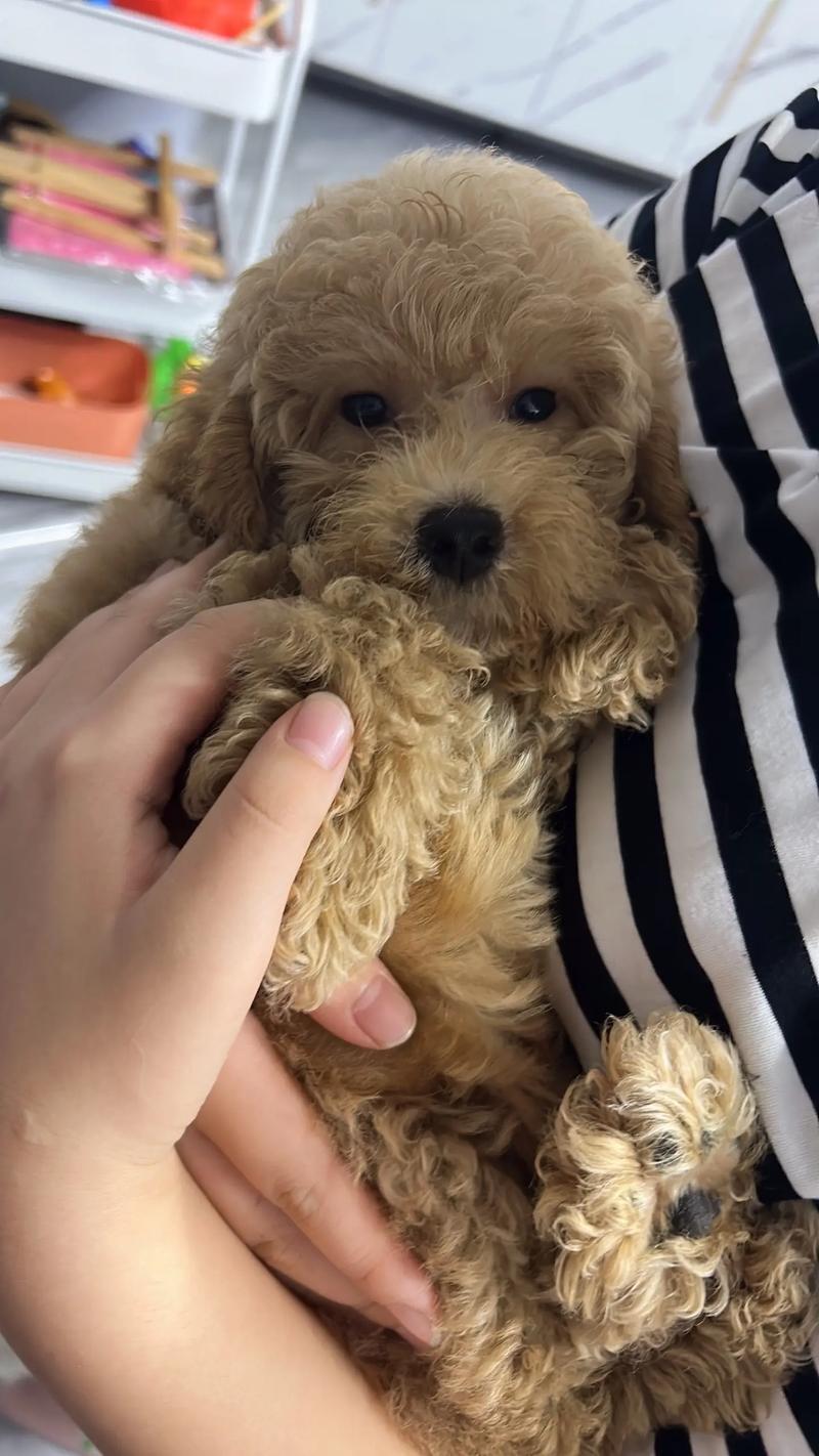 两个月的狗狗能洗澡吗,两个月的狗狗能洗澡吗为什么?-第4张图片-后鲨宠物 两个月的狗狗能洗澡吗,两个月的狗狗能洗澡吗为什么?-第4张图片-后鲨宠物