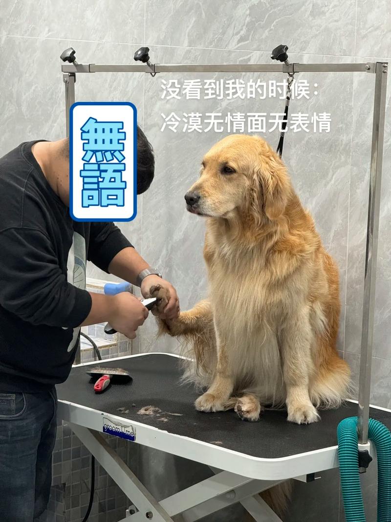 两个月的狗狗能洗澡吗,两个月的狗狗能洗澡吗为什么?-第5张图片-后鲨宠物 两个月的狗狗能洗澡吗,两个月的狗狗能洗澡吗为什么?-第5张图片-后鲨宠物