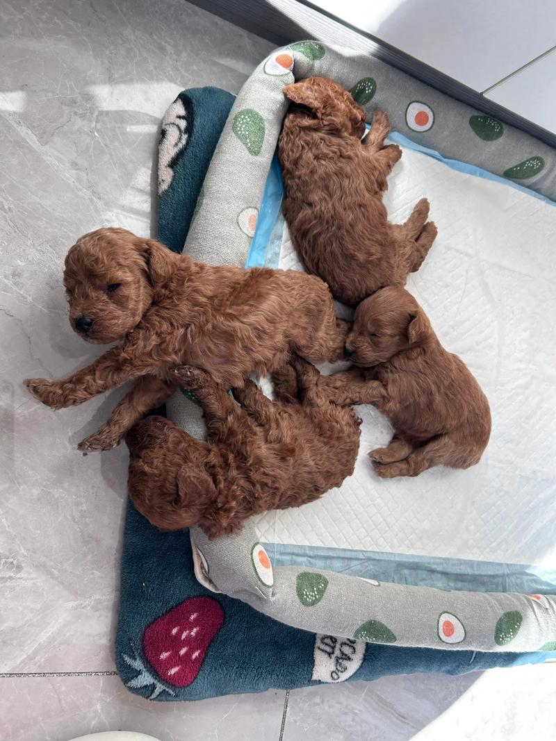 一个月的狗狗怎么养,一个月的狗狗怎么养才能长大?-第3张图片-后鲨宠物 一个月的狗狗怎么养,一个月的狗狗怎么养才能长大?-第3张图片-后鲨宠物