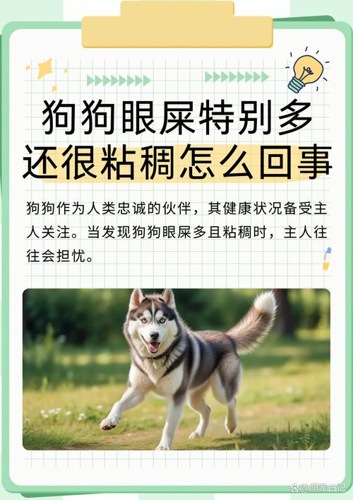 狗狗的眼屎多怎么回事,狗狗眼屎多是什么问题?-第5张图片-后鲨宠物 狗狗的眼屎多怎么回事,狗狗眼屎多是什么问题?-第5张图片-后鲨宠物