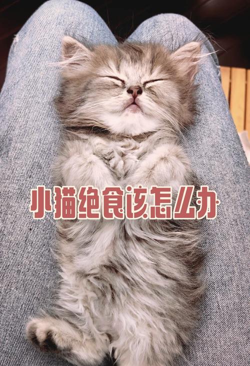 猫咪体温低不吃不喝,猫咪体温低不吃不喝吃什么药-第2张图片-后鲨宠物 猫咪体温低不吃不喝,猫咪体温低不吃不喝吃什么药-第2张图片-后鲨宠物