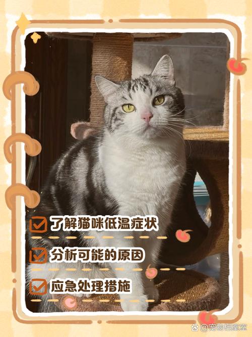 猫咪体温低不吃不喝,猫咪体温低不吃不喝吃什么药-第4张图片-后鲨宠物 猫咪体温低不吃不喝,猫咪体温低不吃不喝吃什么药-第4张图片-后鲨宠物