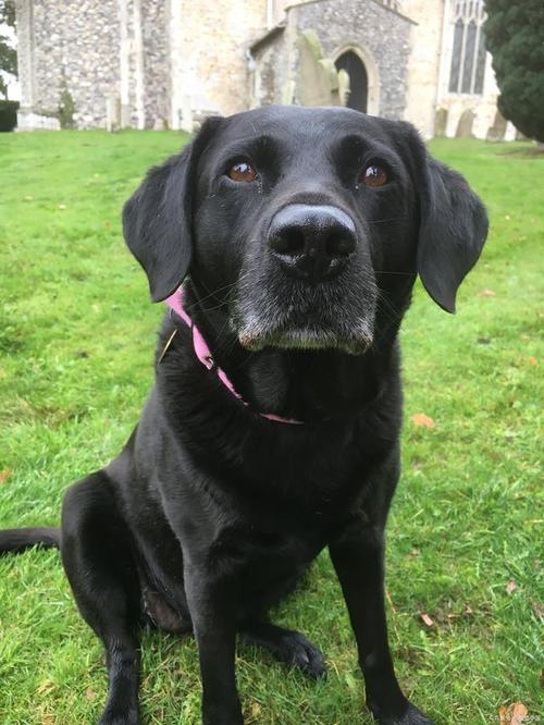 黑色的狗狗取什么名字,黑色的狗狗起什么名字好?-第2张图片-后鲨宠物 黑色的狗狗取什么名字,黑色的狗狗起什么名字好?-第2张图片-后鲨宠物