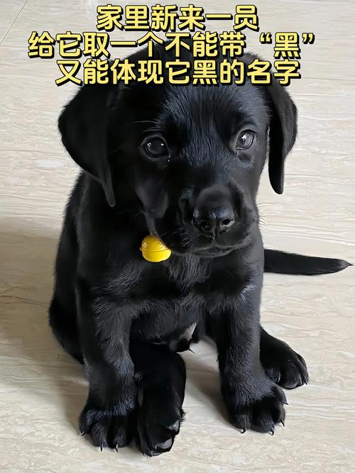 黑色的狗狗取什么名字,黑色的狗狗起什么名字好?-第3张图片-后鲨宠物 黑色的狗狗取什么名字,黑色的狗狗起什么名字好?-第3张图片-后鲨宠物