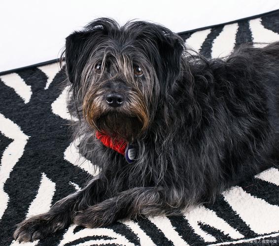 黑色的狗狗取什么名字,黑色的狗狗起什么名字好?-第5张图片-后鲨宠物 黑色的狗狗取什么名字,黑色的狗狗起什么名字好?-第5张图片-后鲨宠物