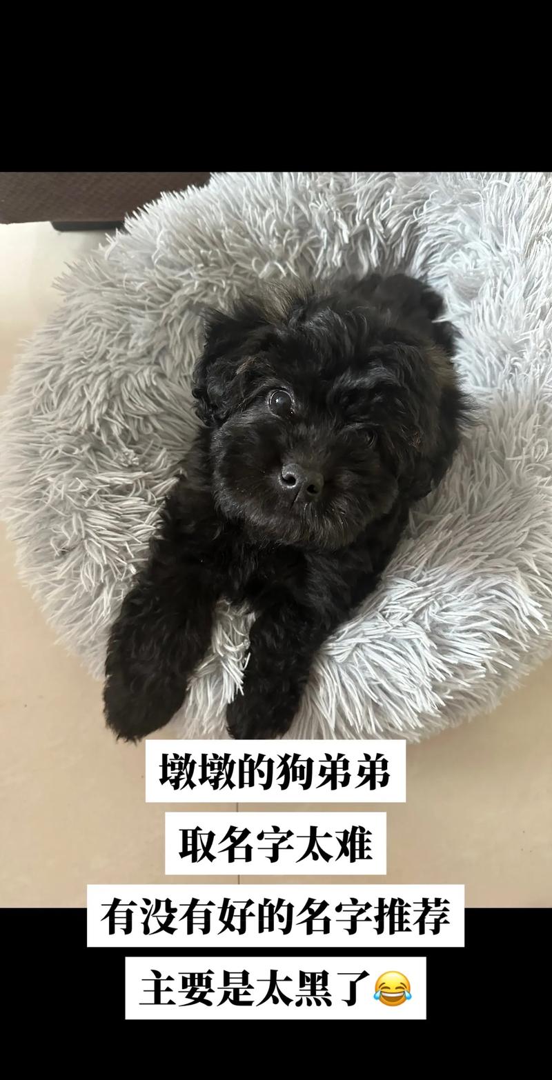 黑色的狗狗取什么名字,黑色的狗狗起什么名字好?-第6张图片-后鲨宠物 黑色的狗狗取什么名字,黑色的狗狗起什么名字好?-第6张图片-后鲨宠物