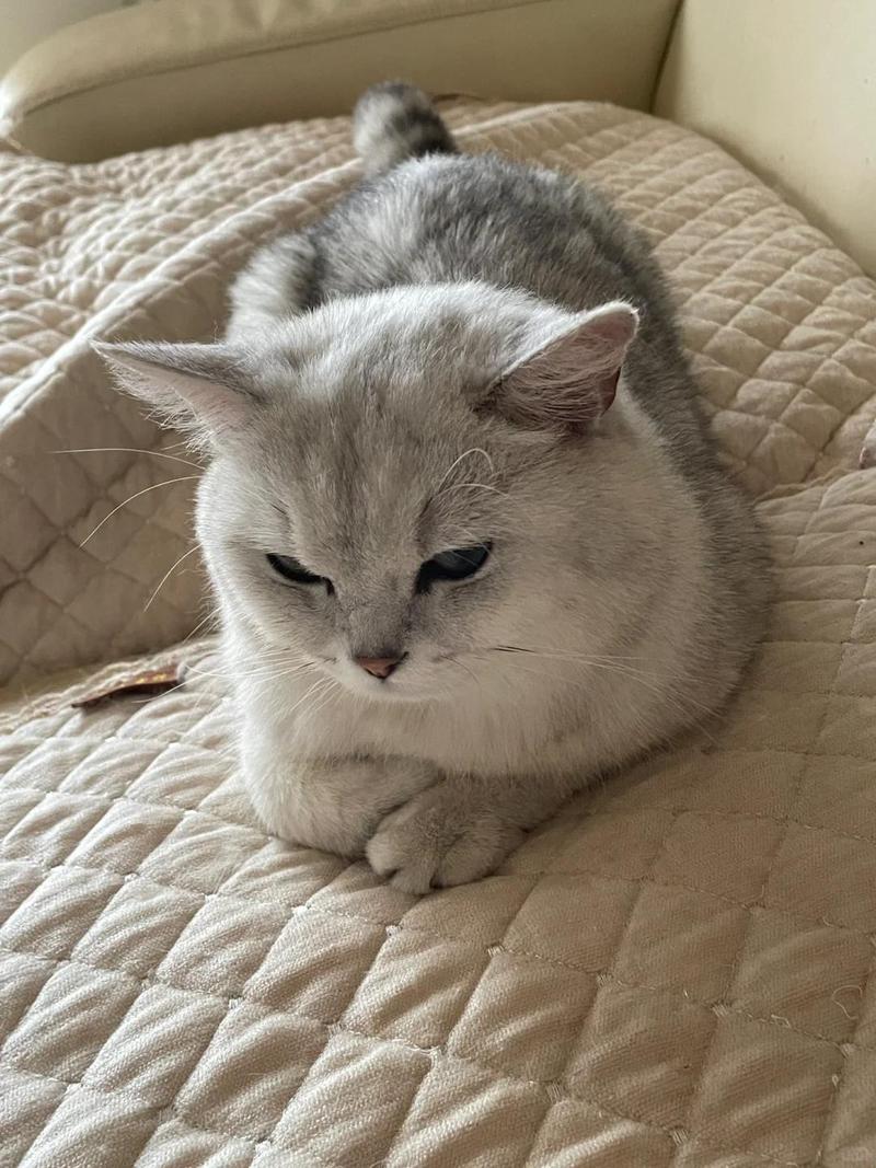 猫咪喜欢玩什么,怎么确定猫认主人了?-第4张图片-后鲨宠物 猫咪喜欢玩什么,怎么确定猫认主人了?-第4张图片-后鲨宠物