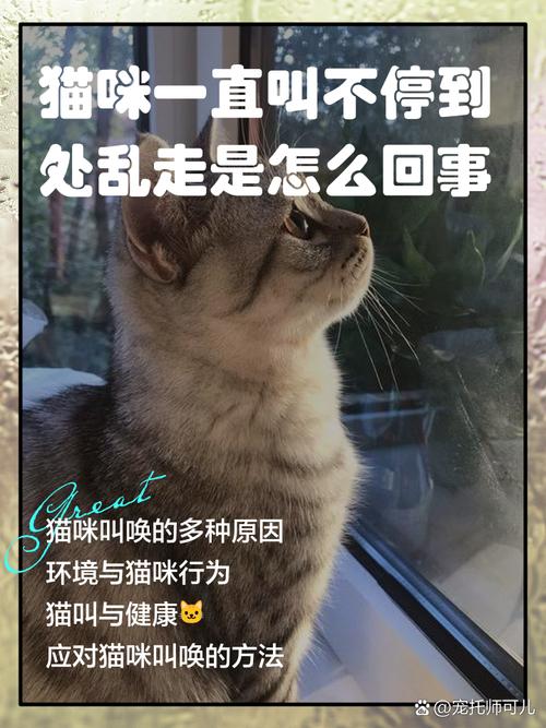 猫咪老是叫怎么回事,猫在叫唤是怎么回事?-第2张图片-后鲨宠物 猫咪老是叫怎么回事,猫在叫唤是怎么回事?-第2张图片-后鲨宠物