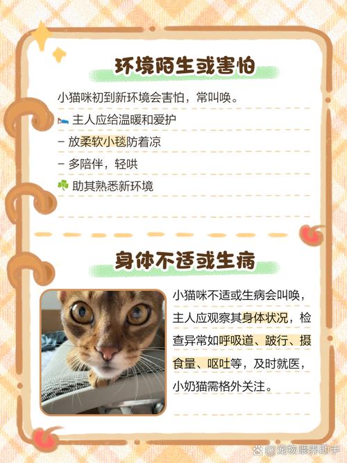 猫咪老是叫怎么回事,猫在叫唤是怎么回事?-第3张图片-后鲨宠物 猫咪老是叫怎么回事,猫在叫唤是怎么回事?-第3张图片-后鲨宠物
