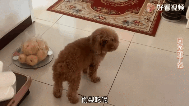 狗狗可以吃生梨吗,狗狗可以吃梨吗再问一遍?-第2张图片-后鲨宠物 狗狗可以吃生梨吗,狗狗可以吃梨吗再问一遍?-第2张图片-后鲨宠物