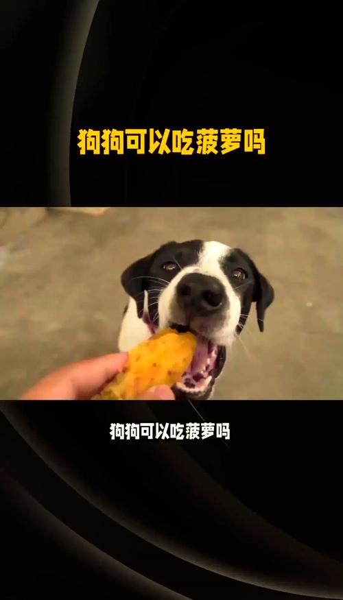 狗狗可以吃生梨吗,狗狗可以吃梨吗再问一遍?-第4张图片-后鲨宠物 狗狗可以吃生梨吗,狗狗可以吃梨吗再问一遍?-第4张图片-后鲨宠物