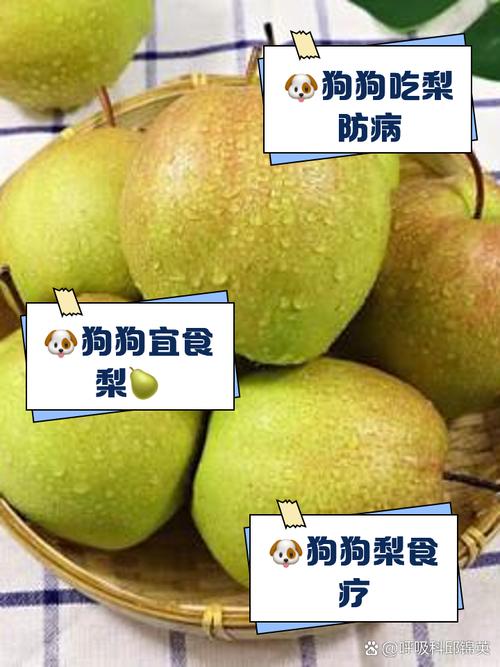 狗狗可以吃生梨吗,狗狗可以吃梨吗再问一遍?-第5张图片-后鲨宠物 狗狗可以吃生梨吗,狗狗可以吃梨吗再问一遍?-第5张图片-后鲨宠物