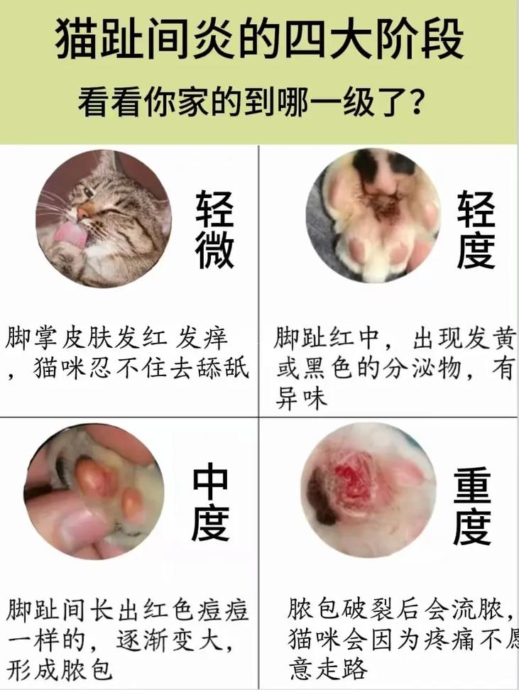 猫咪趾间炎怎么治疗,猫咪趾间炎怎么处理-第1张图片-后鲨宠物 猫咪趾间炎怎么治疗,猫咪趾间炎怎么处理-第1张图片-后鲨宠物