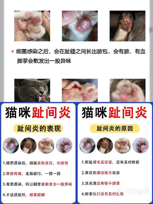 猫咪趾间炎怎么治疗,猫咪趾间炎怎么处理-第3张图片-后鲨宠物 猫咪趾间炎怎么治疗,猫咪趾间炎怎么处理-第3张图片-后鲨宠物