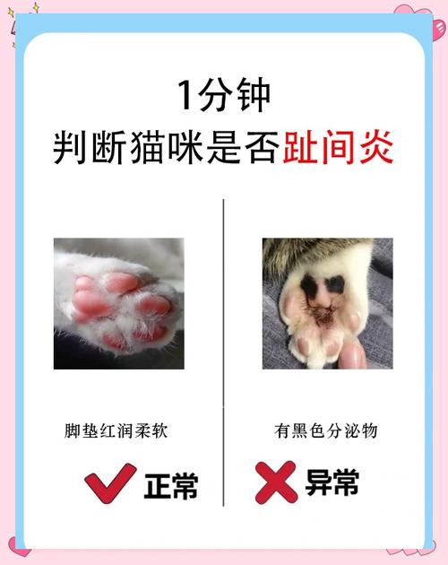 猫咪趾间炎怎么治疗,猫咪趾间炎怎么处理-第4张图片-后鲨宠物 猫咪趾间炎怎么治疗,猫咪趾间炎怎么处理-第4张图片-后鲨宠物