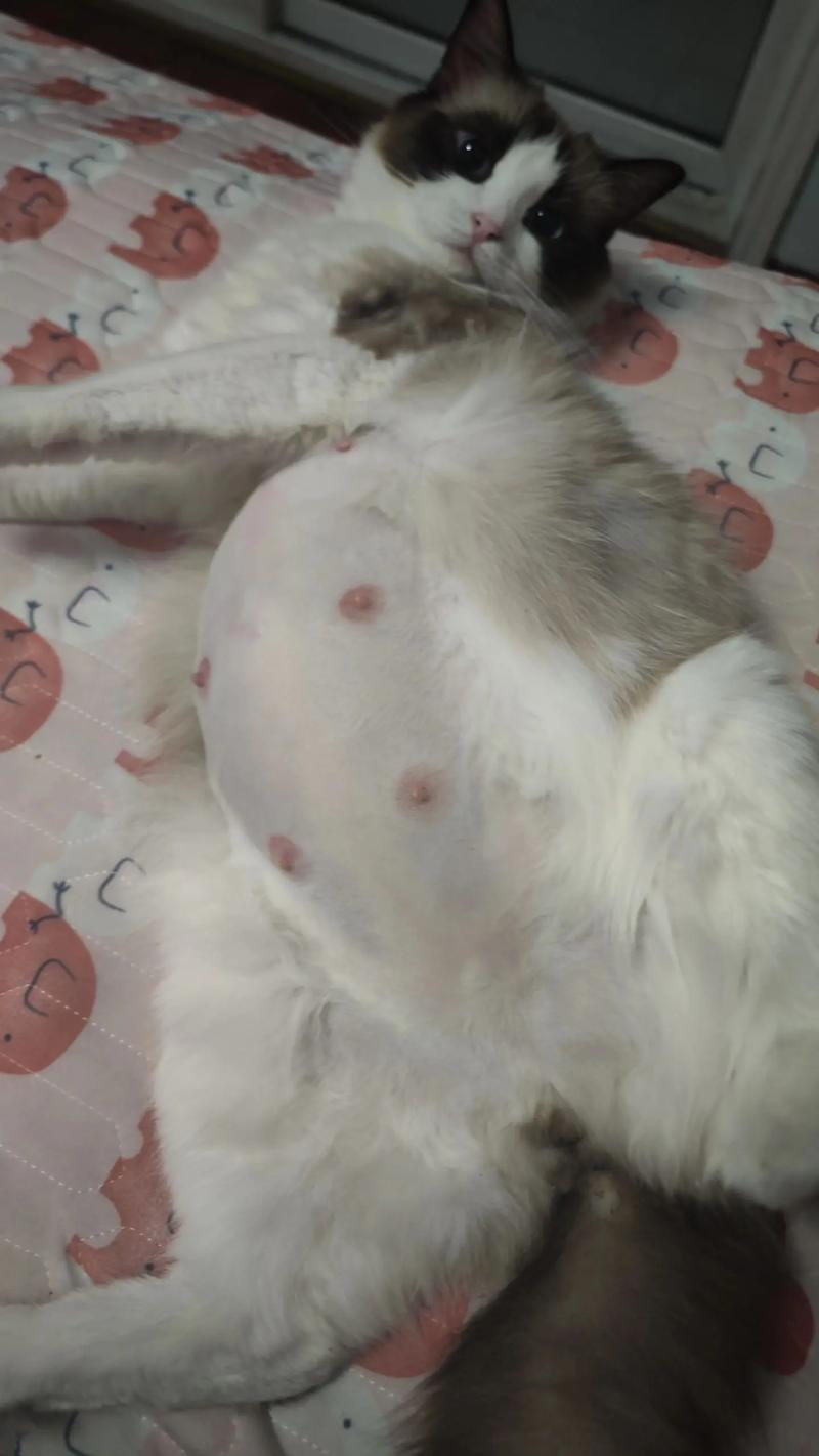 怀孕猫咪可以洗澡吗,怀孕的猫可以洗澡-第3张图片-后鲨宠物 怀孕猫咪可以洗澡吗,怀孕的猫可以洗澡-第3张图片-后鲨宠物