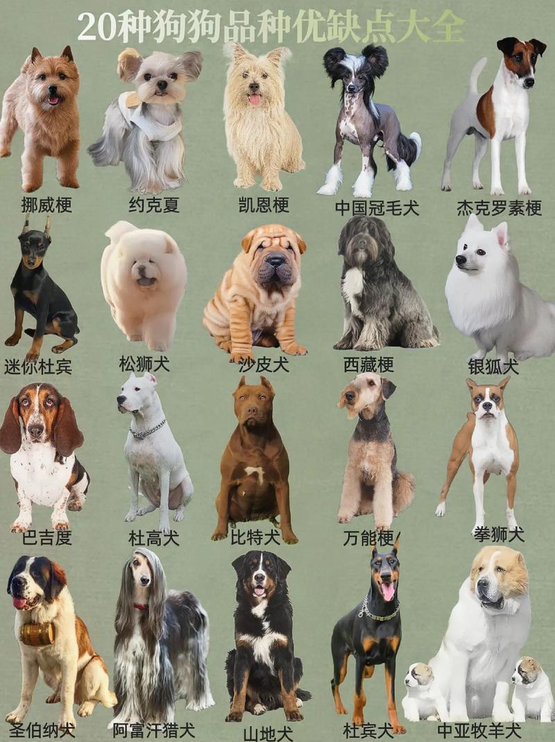 比较好养的狗狗_10大好养的狗-第1张图片-后鲨宠物 比较好养的狗狗_10大好养的狗-第1张图片-后鲨宠物