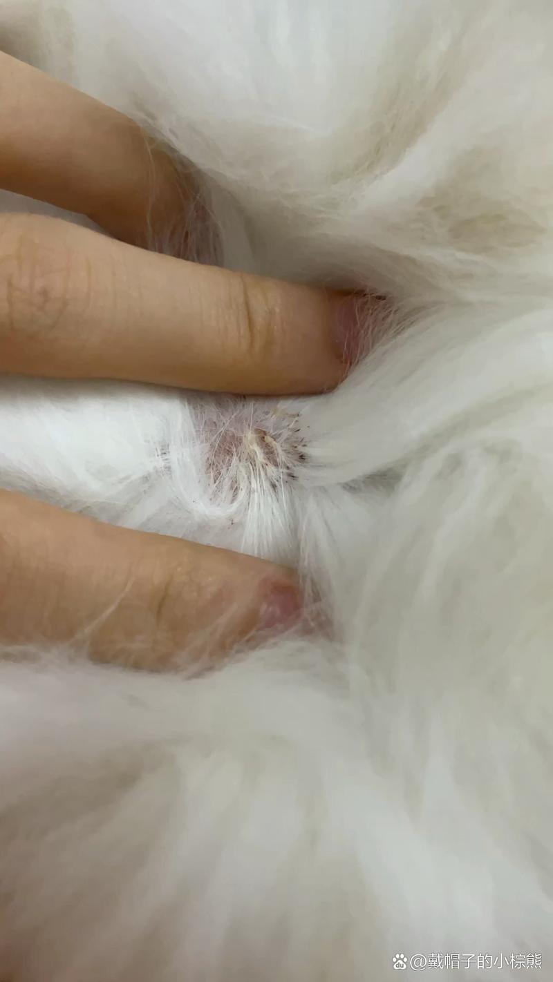 猫咪皮肤上有结痂,猫咪皮肤上有结痂怎么回事?-第1张图片-后鲨宠物 猫咪皮肤上有结痂,猫咪皮肤上有结痂怎么回事?-第1张图片-后鲨宠物