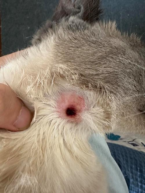 猫咪皮肤上有结痂,猫咪皮肤上有结痂怎么回事?-第2张图片-后鲨宠物 猫咪皮肤上有结痂,猫咪皮肤上有结痂怎么回事?-第2张图片-后鲨宠物