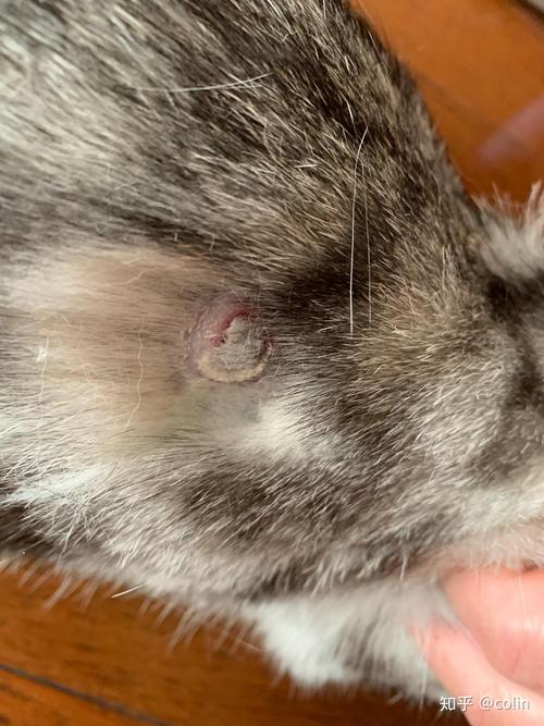 猫咪皮肤上有结痂,猫咪皮肤上有结痂怎么回事?-第3张图片-后鲨宠物 猫咪皮肤上有结痂,猫咪皮肤上有结痂怎么回事?-第3张图片-后鲨宠物