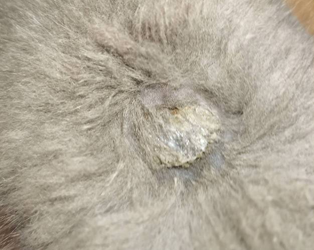 猫咪皮肤上有结痂,猫咪皮肤上有结痂怎么回事?-第5张图片-后鲨宠物 猫咪皮肤上有结痂,猫咪皮肤上有结痂怎么回事?-第5张图片-后鲨宠物