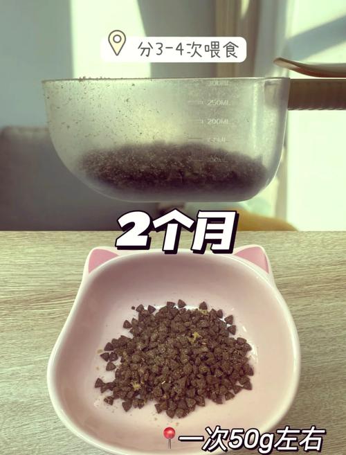 狗狗可以吃稀饭吗,狗狗可以喂稀饭吗-第1张图片-后鲨宠物 狗狗可以吃稀饭吗,狗狗可以喂稀饭吗-第1张图片-后鲨宠物