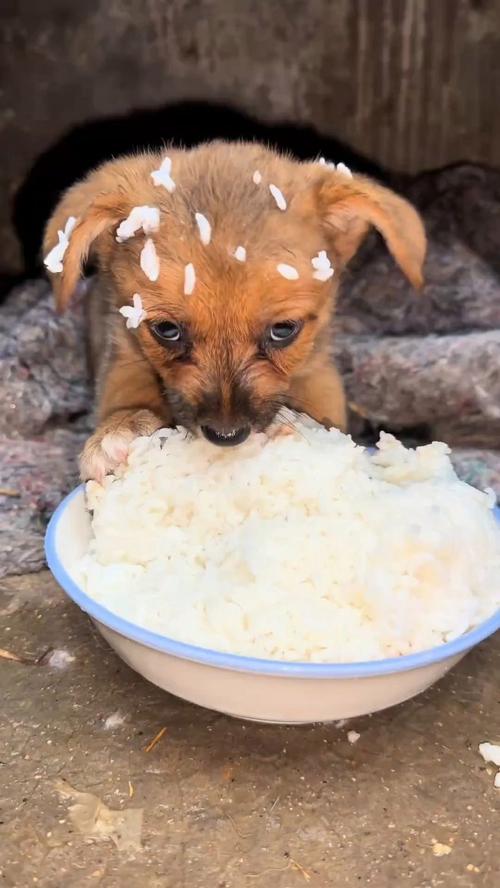 狗狗可以吃稀饭吗,狗狗可以喂稀饭吗-第6张图片-后鲨宠物 狗狗可以吃稀饭吗,狗狗可以喂稀饭吗-第6张图片-后鲨宠物