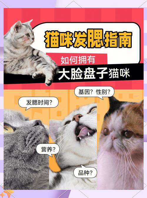 如何让猫咪发腮,怎么样可以让猫发腮-第5张图片-后鲨宠物 如何让猫咪发腮,怎么样可以让猫发腮-第5张图片-后鲨宠物