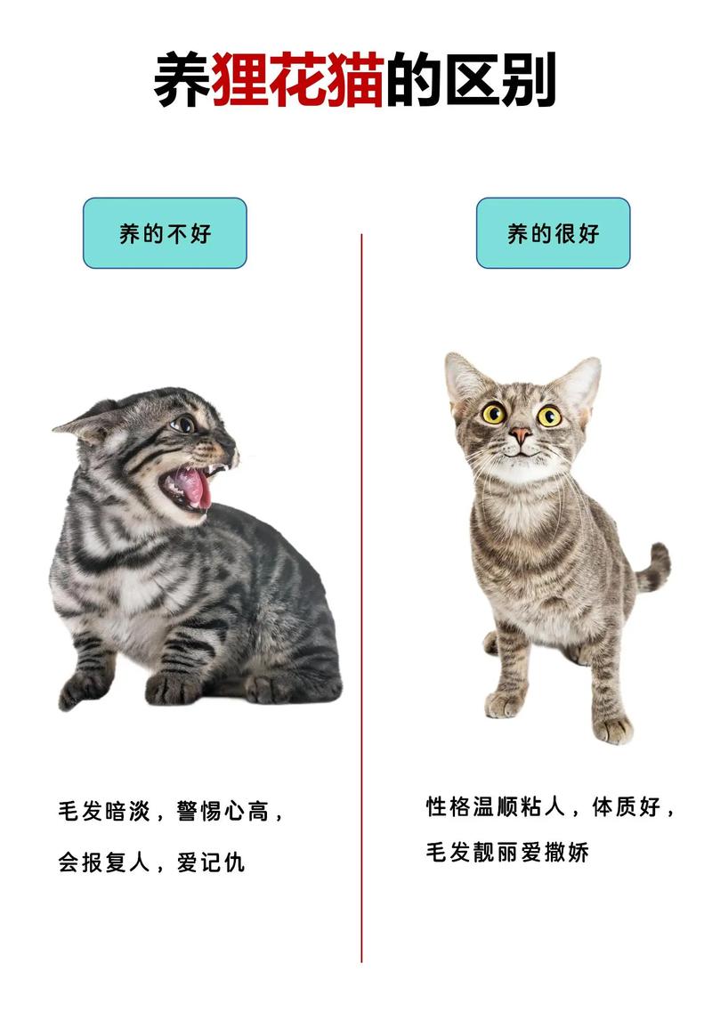 猫咪可以吃柚子,猫可以吃柚子吗?-第2张图片-后鲨宠物 猫咪可以吃柚子,猫可以吃柚子吗?-第2张图片-后鲨宠物