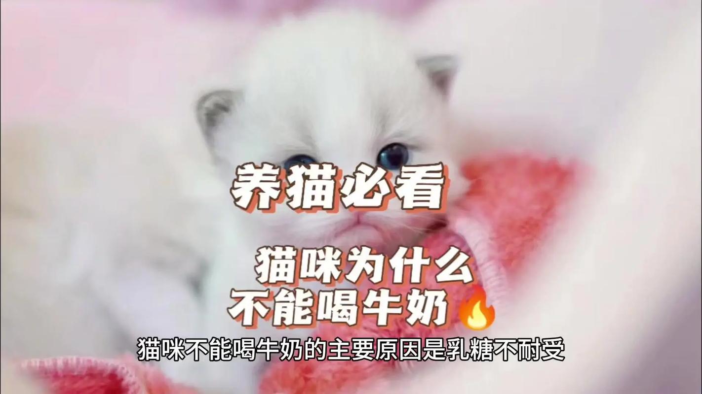 猫咪可以喝牛奶,猫咪可以喝牛奶吗有什么好处?-第1张图片-后鲨宠物 猫咪可以喝牛奶,猫咪可以喝牛奶吗有什么好处?-第1张图片-后鲨宠物