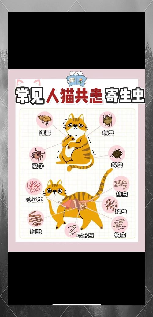 猫咪吃虫子怎么办_猫吃虫子会有事吗-第1张图片-后鲨宠物 猫咪吃虫子怎么办_猫吃虫子会有事吗-第1张图片-后鲨宠物