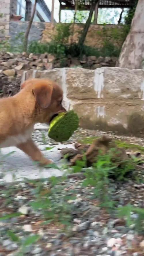 狗狗可以吃莲蓬吗,狗可以吃莲雾吗??-第5张图片-后鲨宠物 狗狗可以吃莲蓬吗,狗可以吃莲雾吗??-第5张图片-后鲨宠物