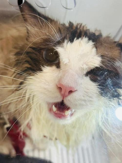 猫咪流口水吃什么药_小猫得了口炎用什么药-第4张图片-后鲨宠物 猫咪流口水吃什么药_小猫得了口炎用什么药-第4张图片-后鲨宠物